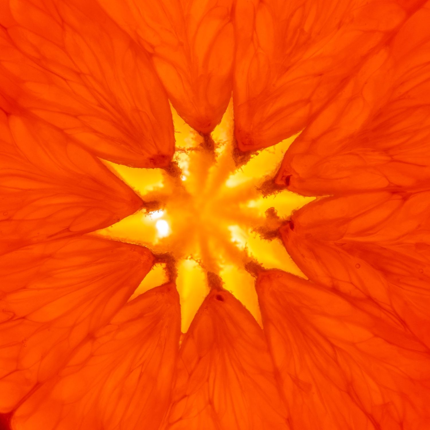 beautiful shape of a slice of blood orange, a yellow star in the middle surrounded by orange red segments