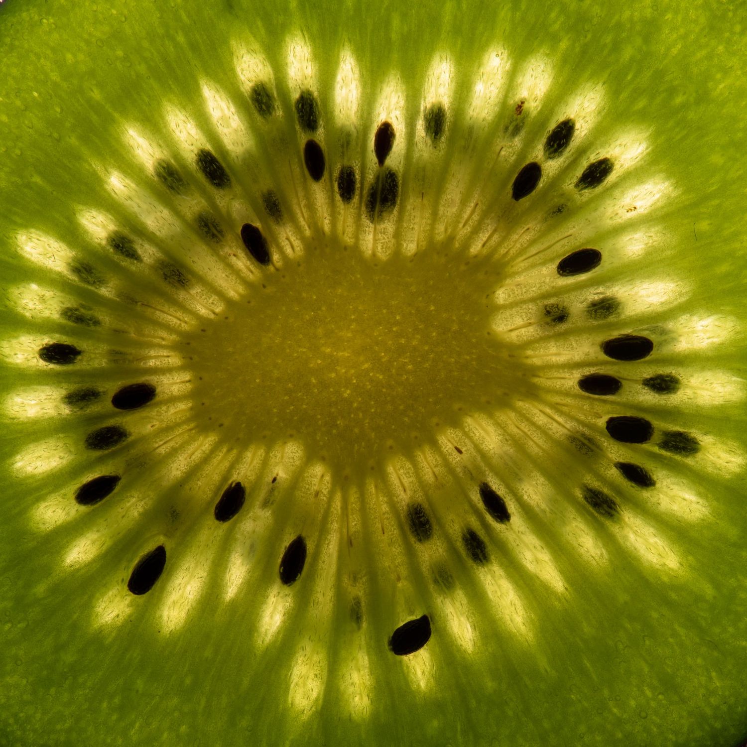 abstract photo of a slice of green kiwi