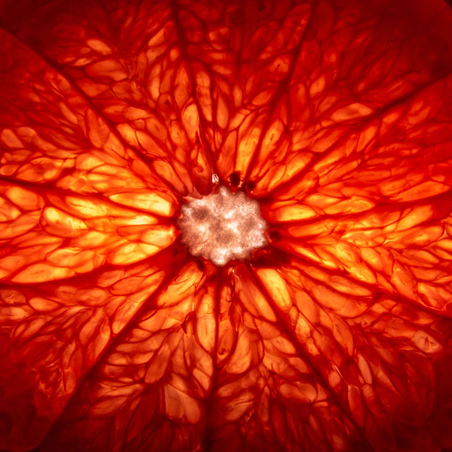 abstract photo of a slice of red grapefruit