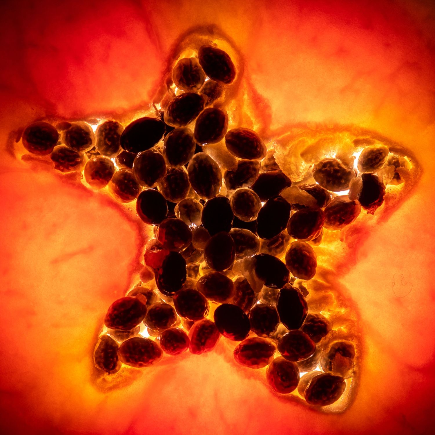 abstract photo of a slice of papaya, looks like a male within a beautiful orange setting