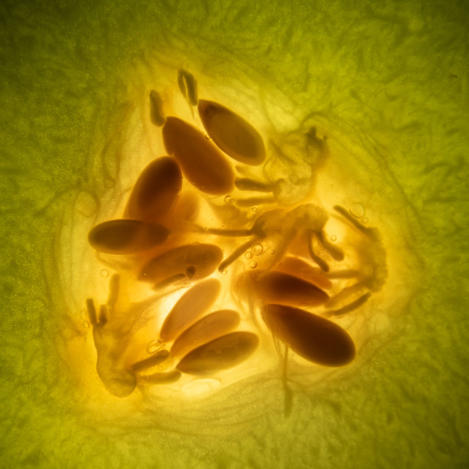 nice texture and yellow-green colour of a melon slice