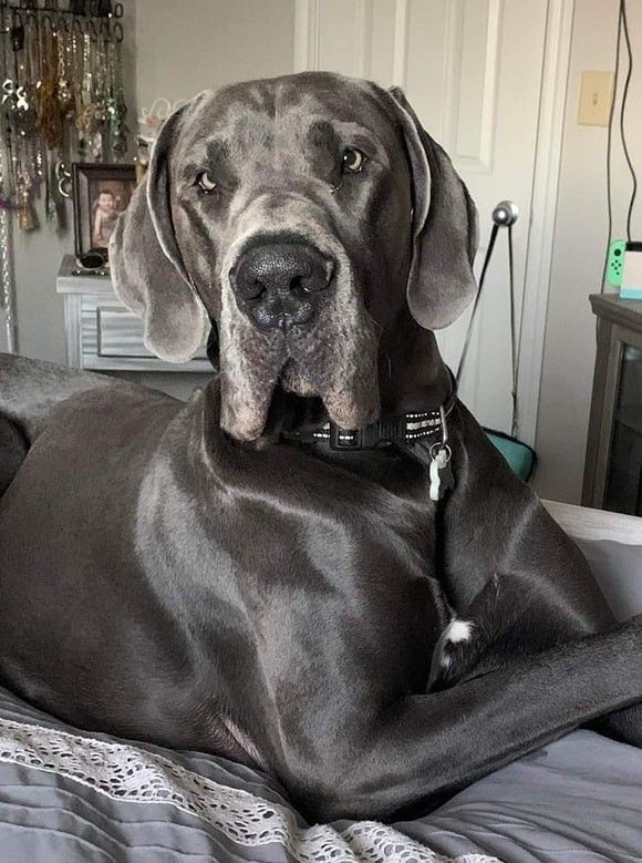 Large blue Great Dane dog resting on a bed wearing a black harness, looking directly at camera.