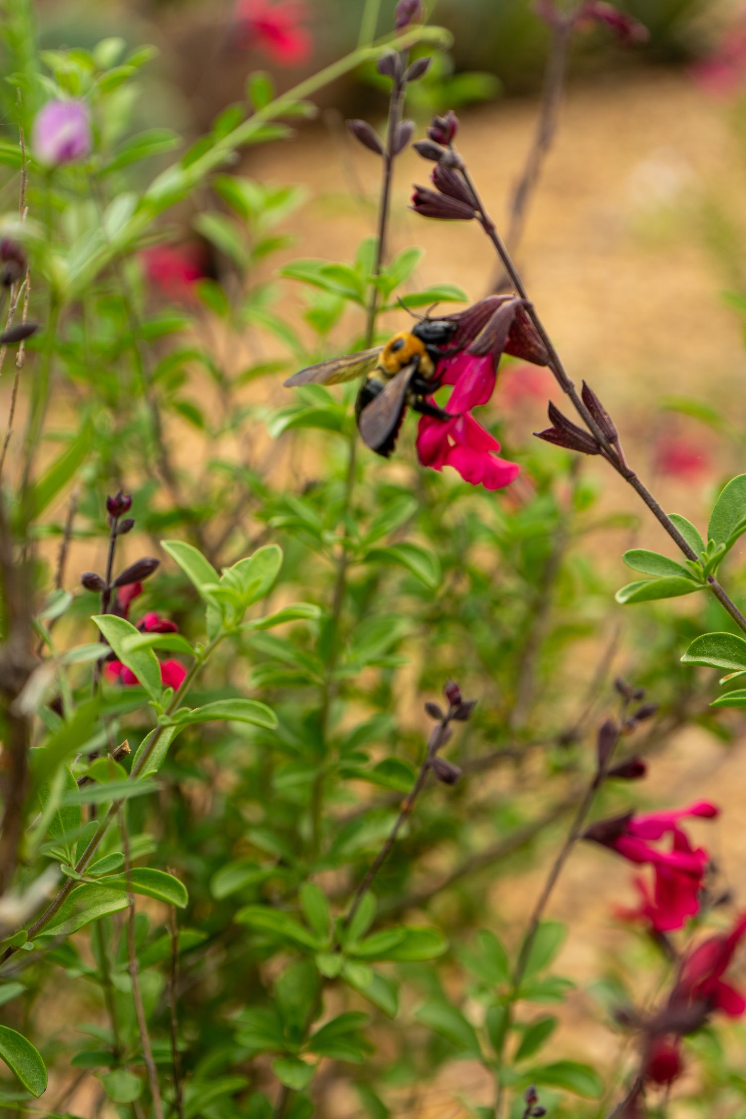 Flora Fauna Allison Kendall Photography