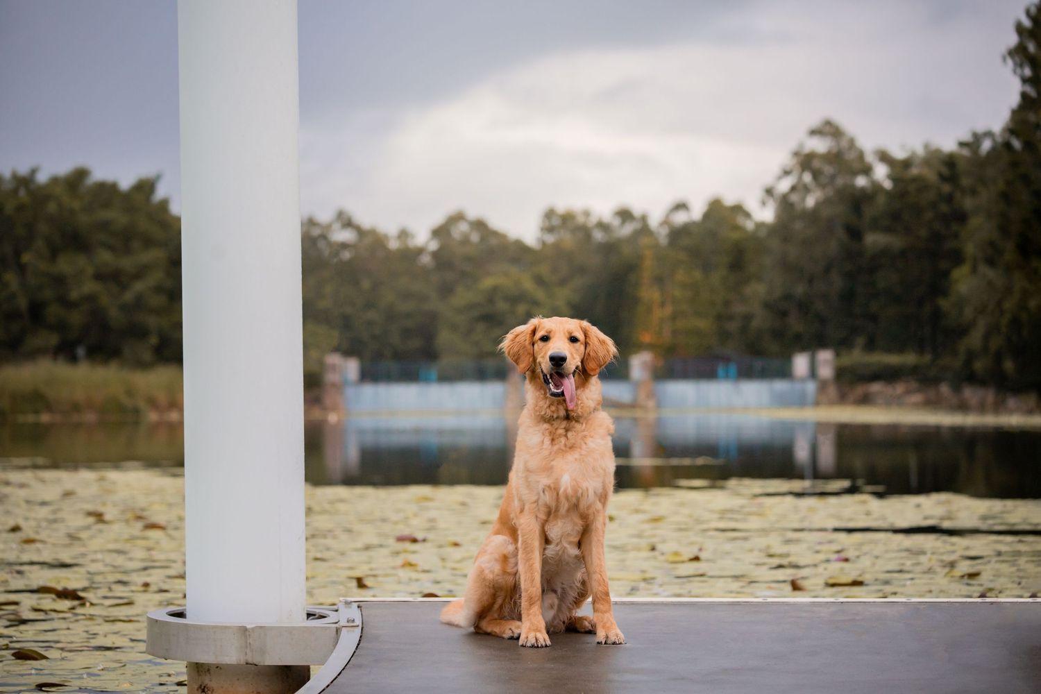 A Goldendoodle sits alone at the end of a wharf. The lake behind him is covered in lily pads