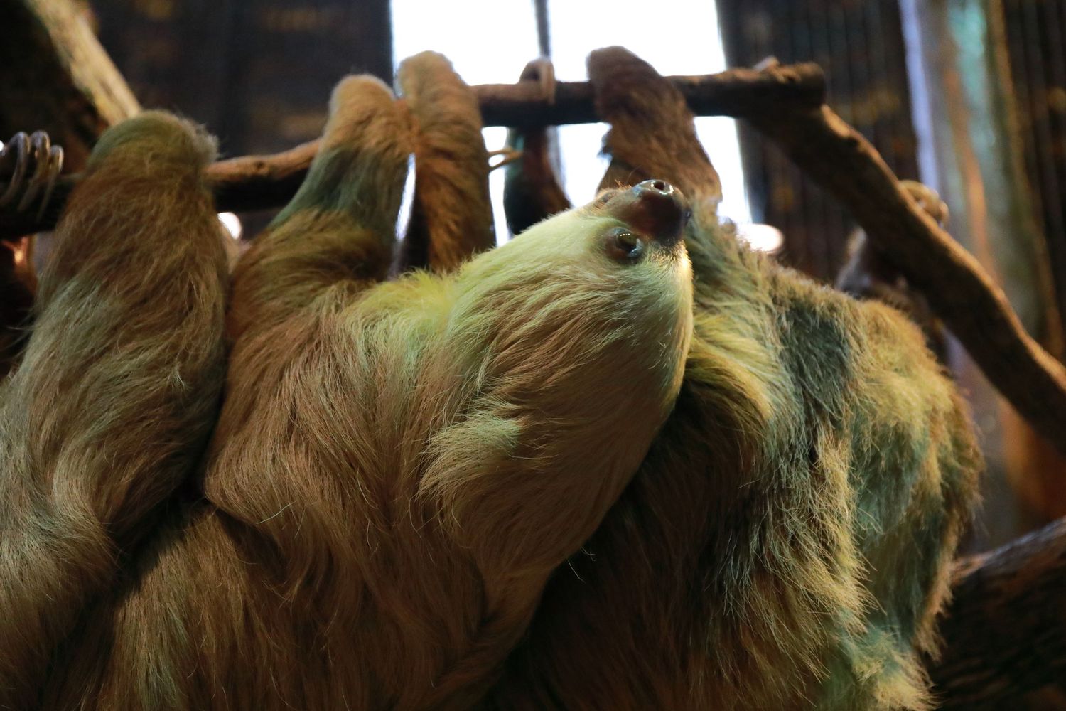 Close-up of sloth's furry face and claws as it hangs from wooden branch.