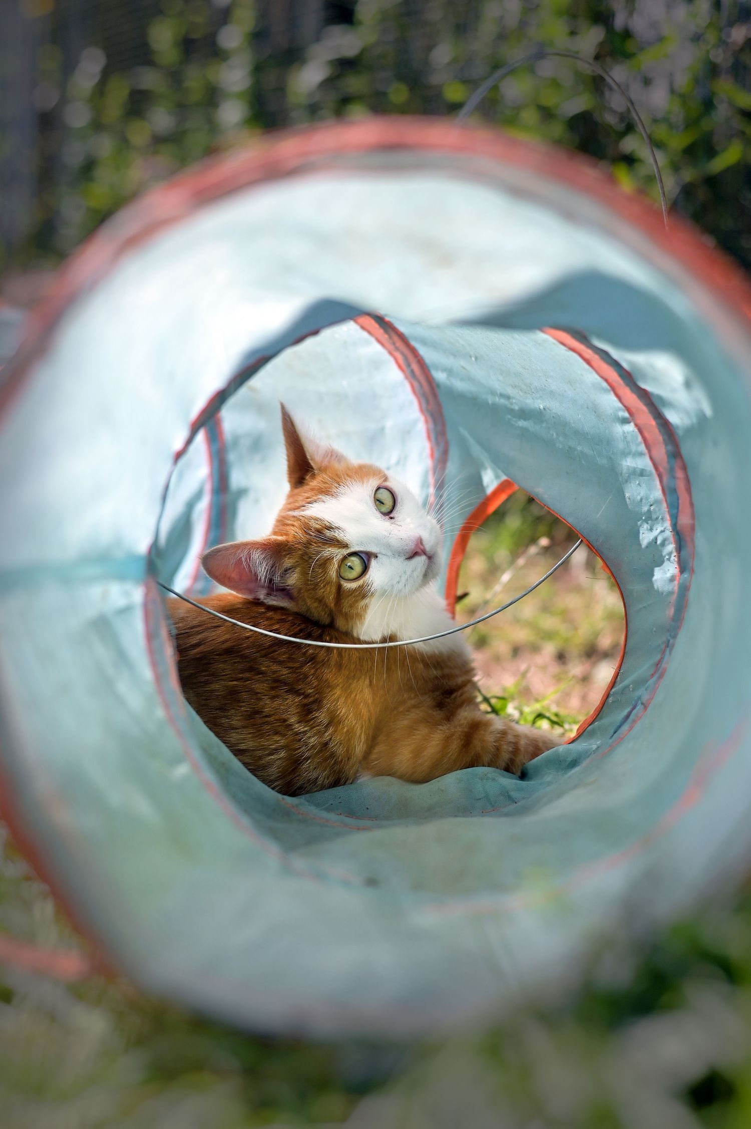 Tunnel et Chat en attente d'adoption au refuge de Sassay / Loir-et-Cher