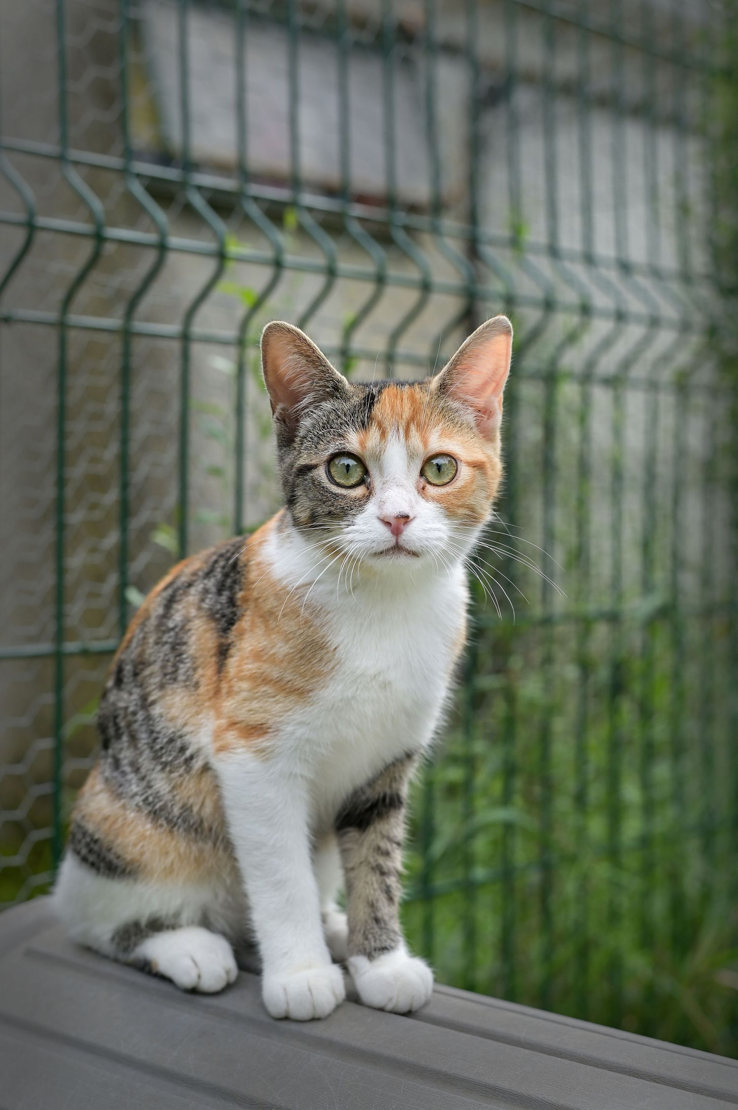 Chat en attente d'adoption au refuge de Sassay / Loir-et-Cher