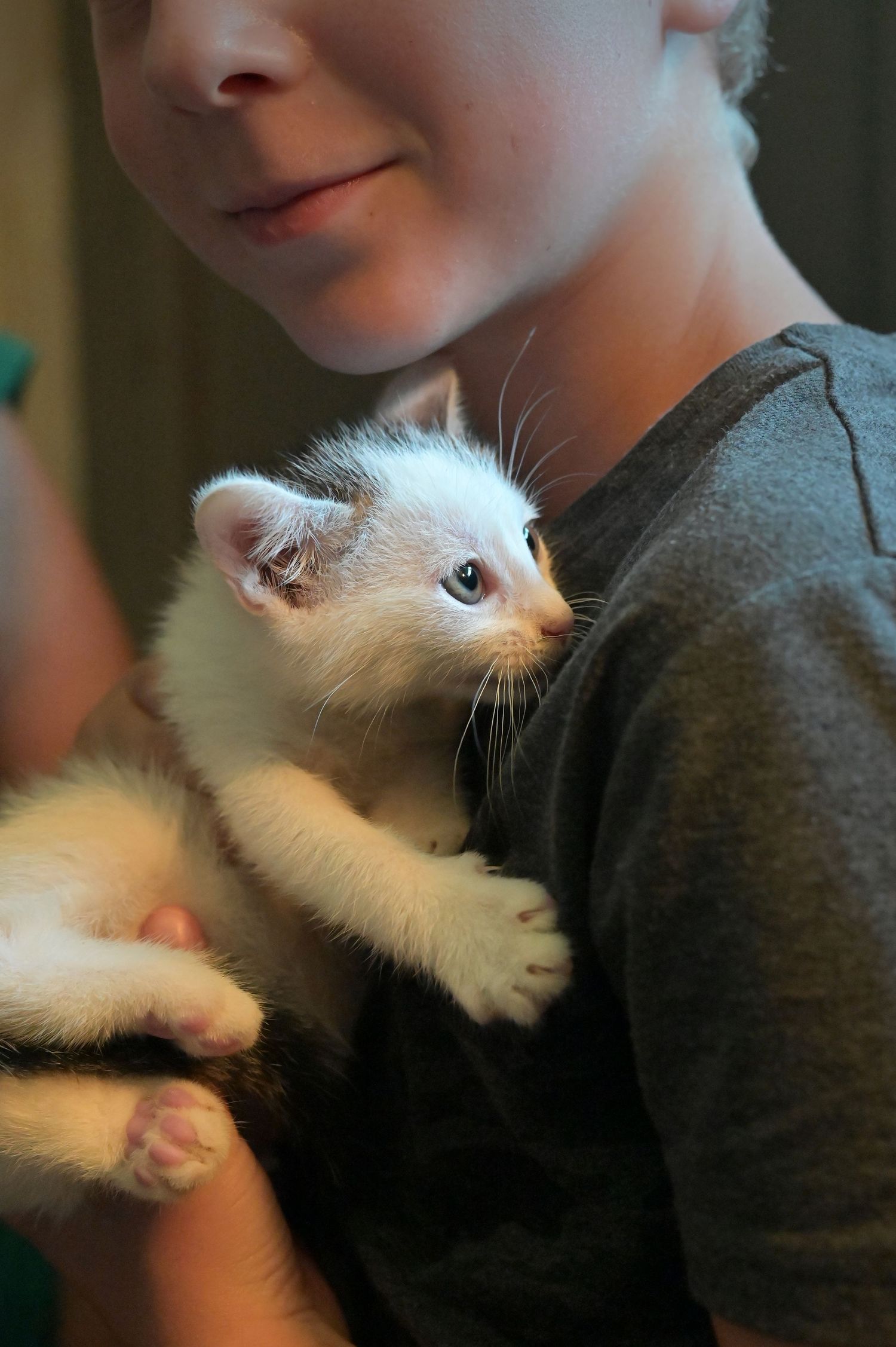Enfant et chat en attente d'adoption au refuge de Sassay / Loir-et-Cher