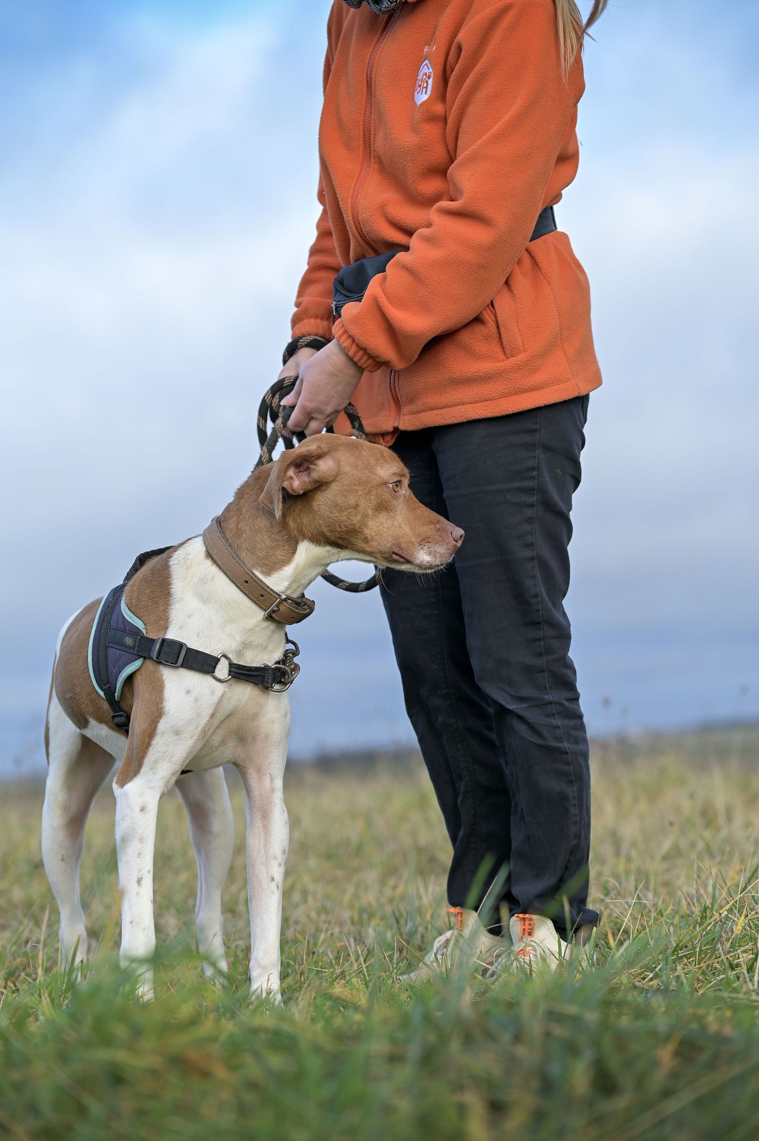 Promenade avec Cacao, chien en attente d'adoption au refuge de Sassay / Loir-et-Cher
