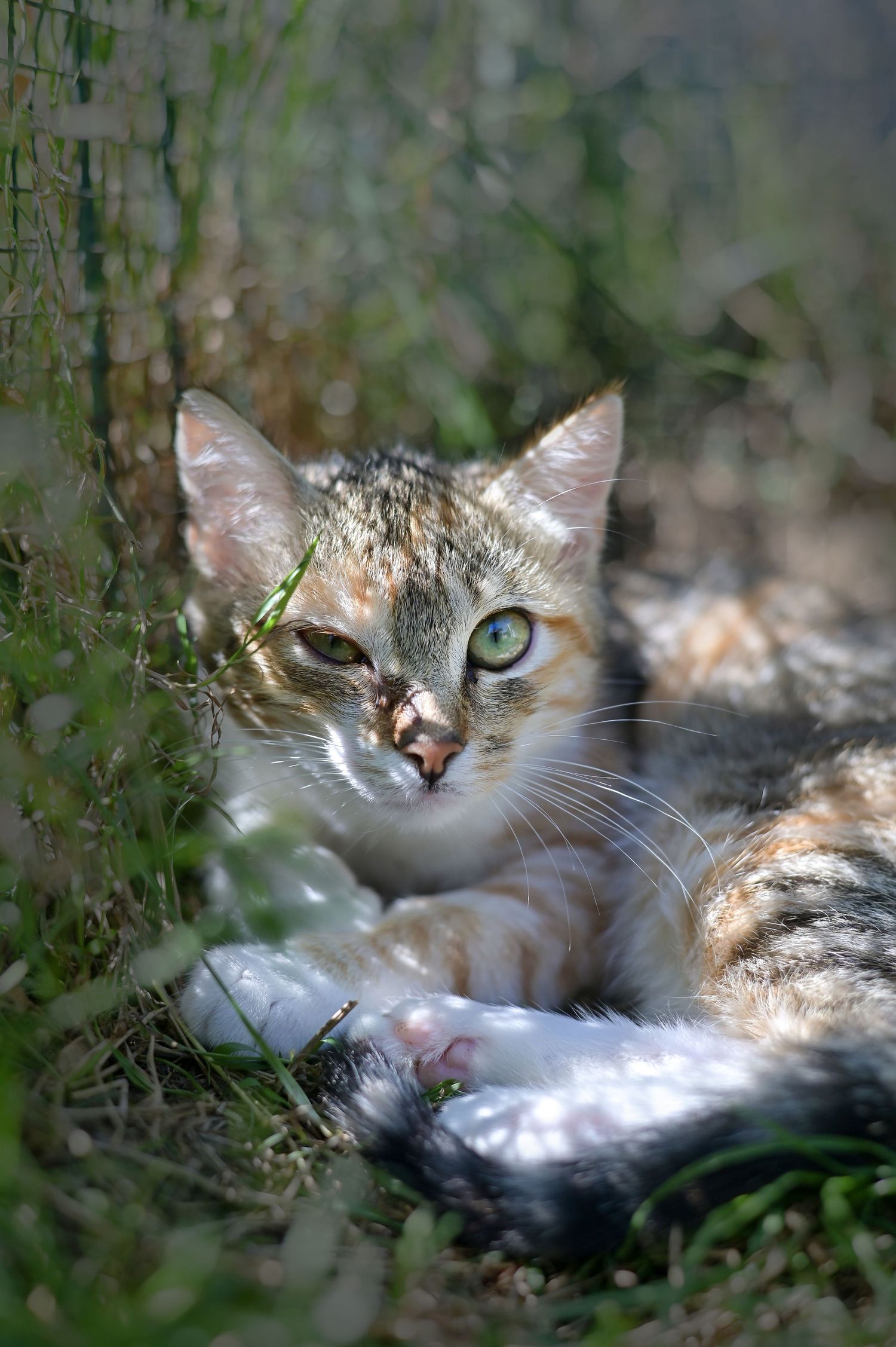 Chat en attente d'adoption au refuge de Sassay / Loir-et-Cher