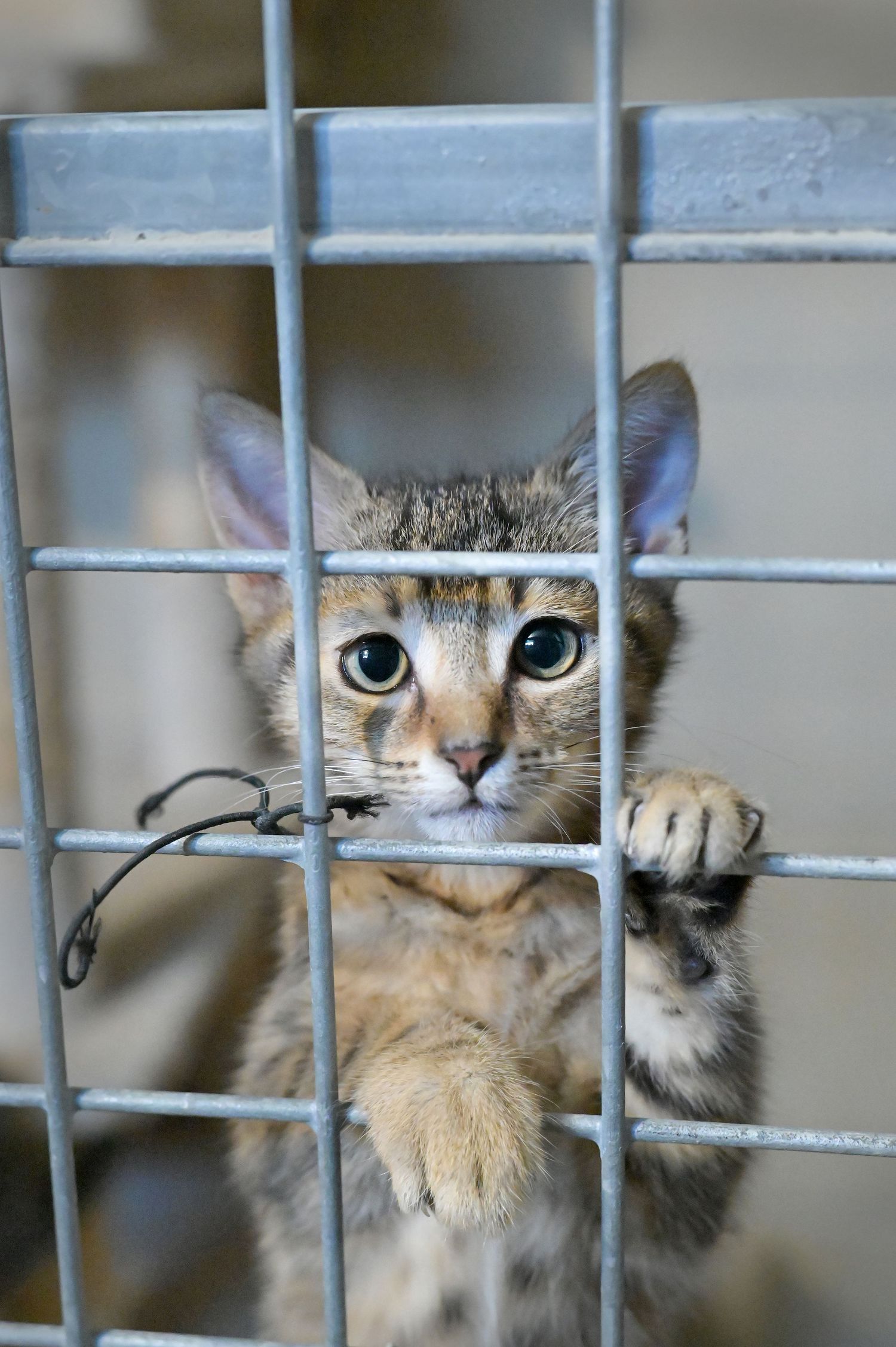 Chat en attente d'adoption au refuge de Sassay / Loir-et-Cher