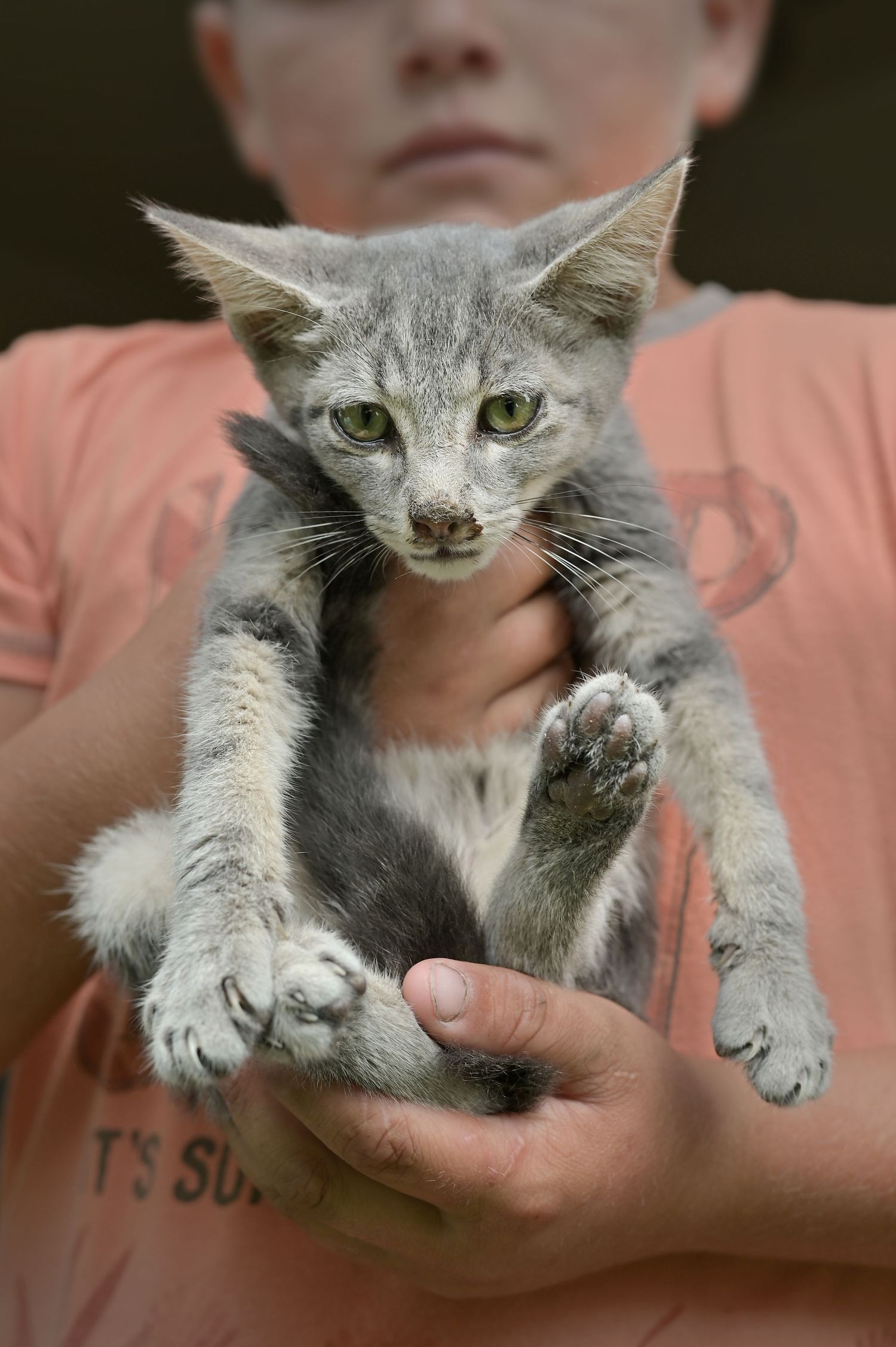 Enfant et chat en attente d'adoption au refuge de Sassay / Loir-et-Cher