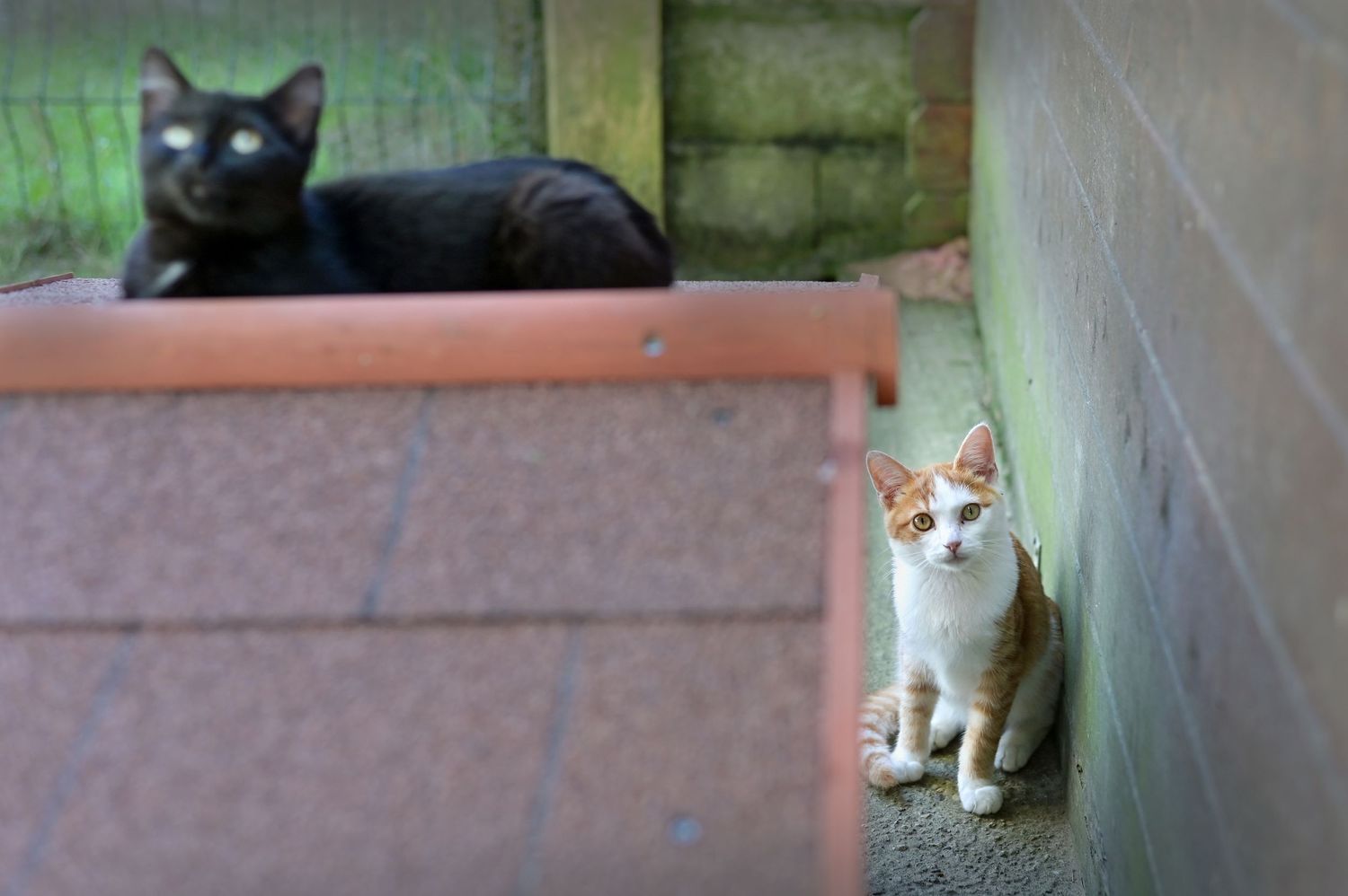 Chats en attente d'adoption au refuge de Sassay / Loir-et-Cher