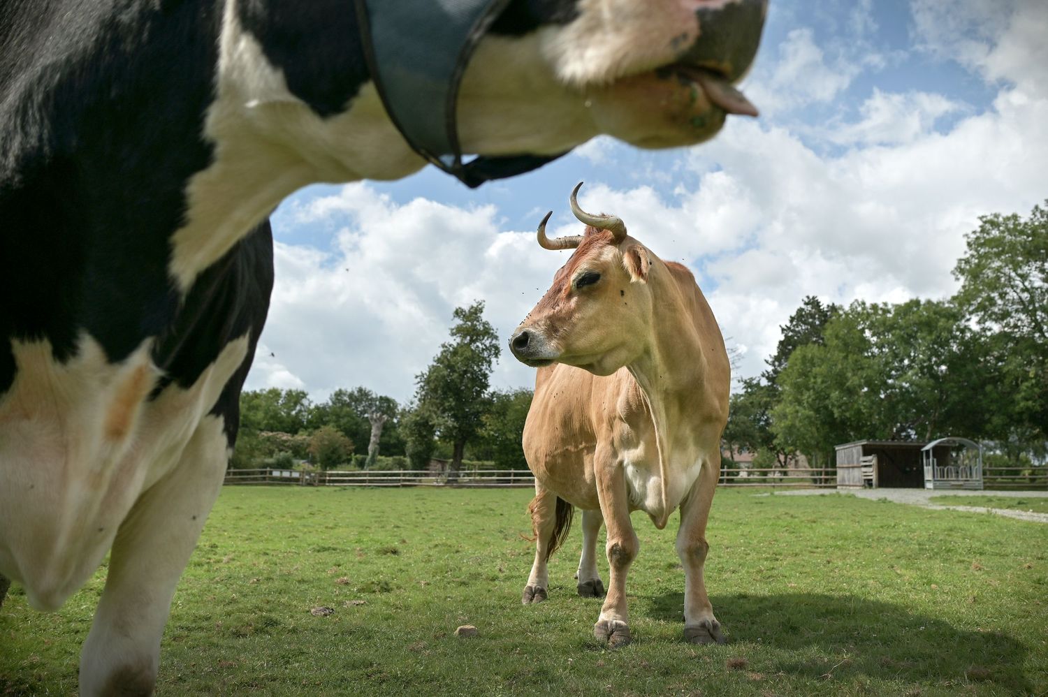 Marguerite et Éole, vaches rescapées de l'élevage au refuge GroinGroin / Sarthe