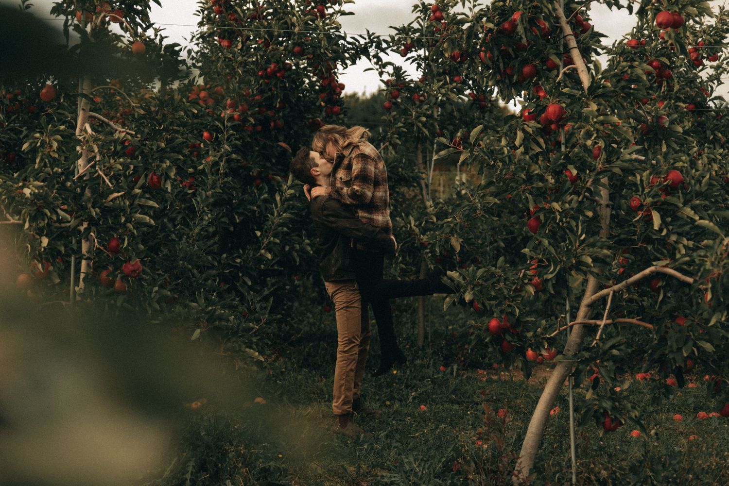 Figure wearing a sweater reaches up to pick apples in an orchard during harvest season.