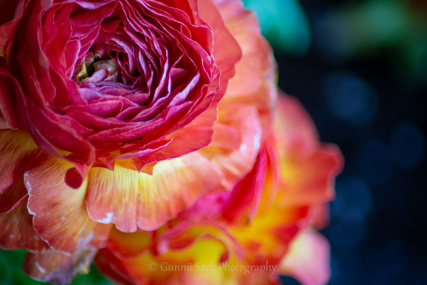 Gunnii Sack Photography, flower photography, Mokelumne Hill CA