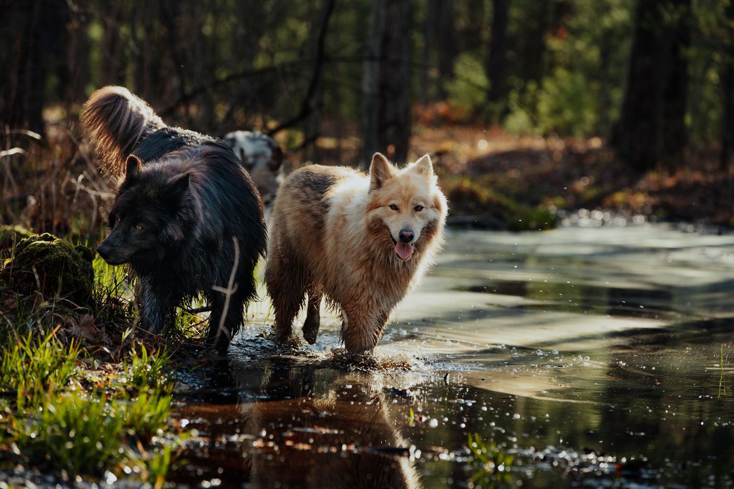 Metro Detroit Pet Photographer captures Dog portraits native american indian swamp multiple animals water sunrise wolf