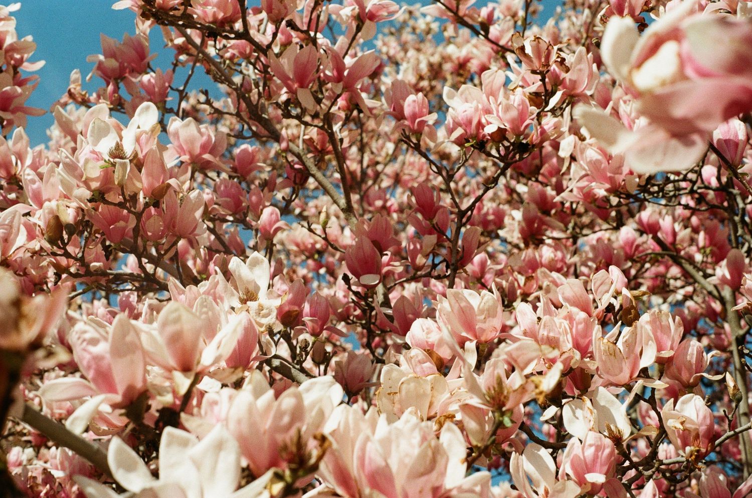 Beautiful pink magnolia blossoms blooming on tree branches against a bright blue sky.