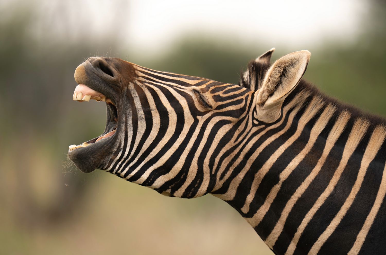 Profile views of zebras showing distinctive black and white stripe patterns in natural habitat.