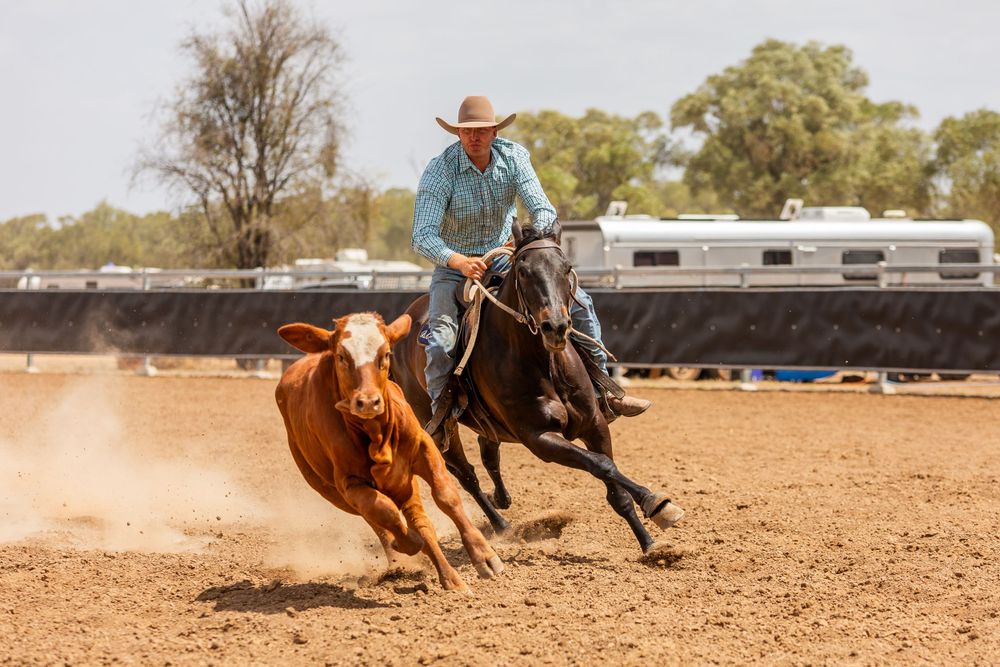 A horse and rider pursue a brown cow in a dusty rodeo arena.