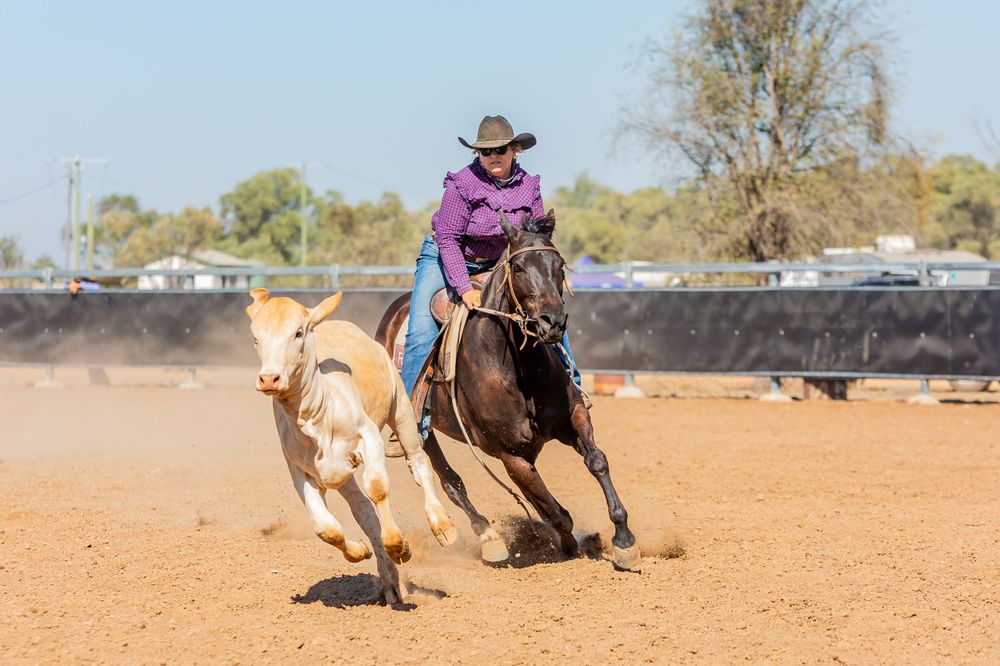 A dark horse pursues a light-colored calf during a fast-paced rodeo event.