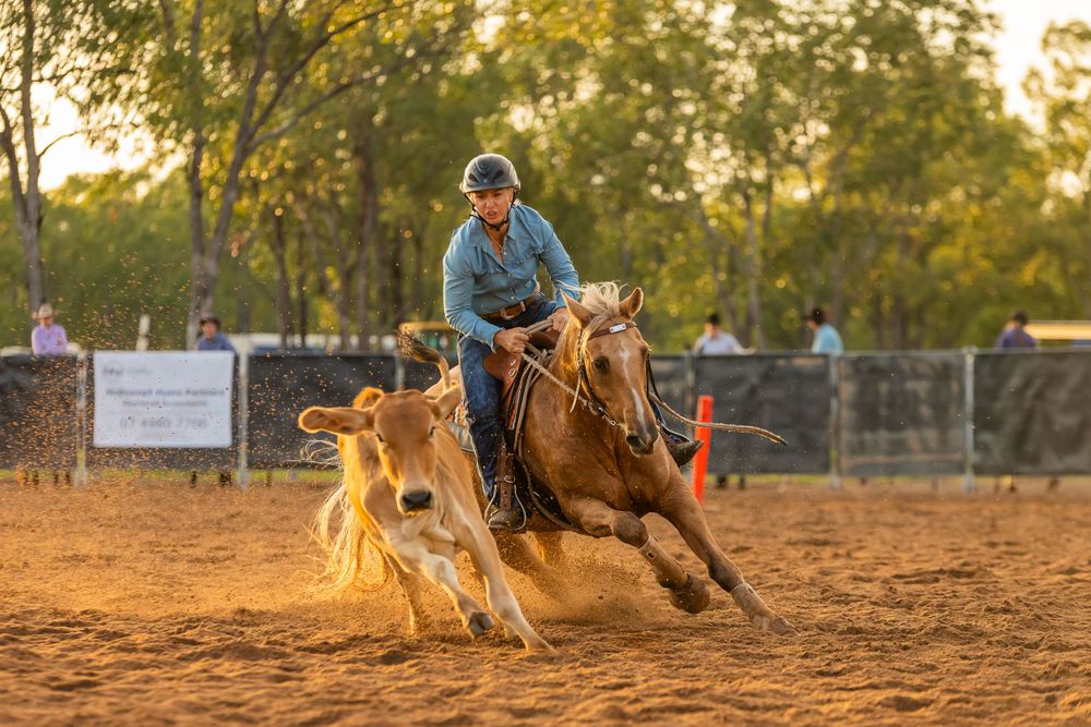 Horse and rider compete in rodeo event chasing cattle on dusty arena at sunset.