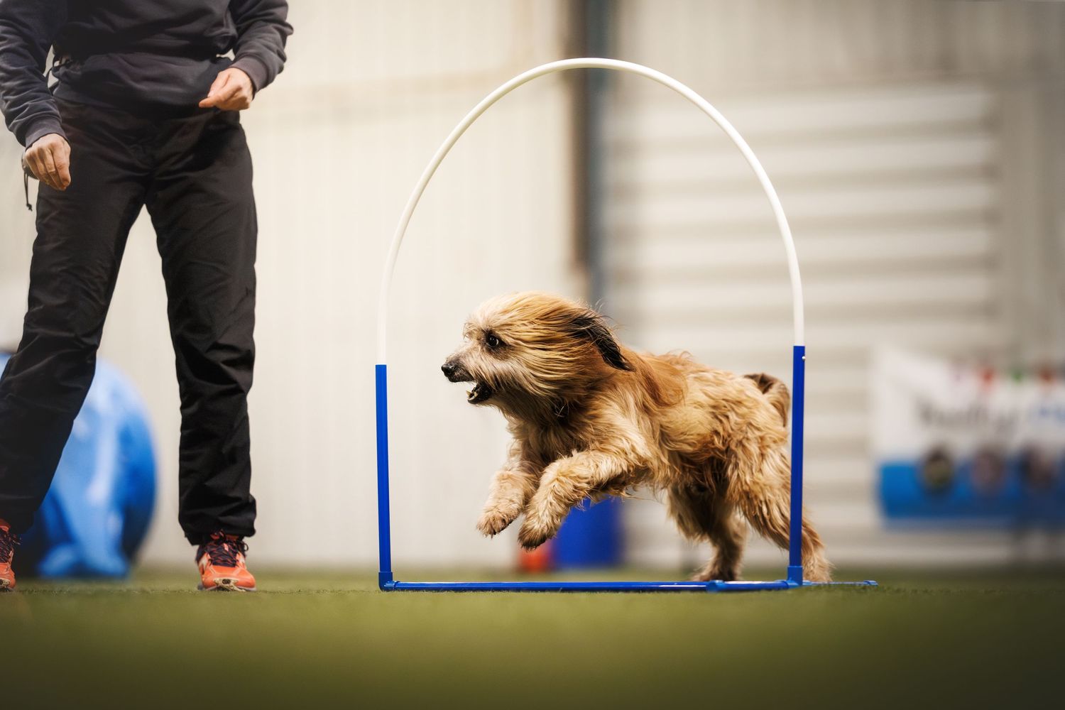 Golden brown dog leaping through agility course hoop on indoor field.