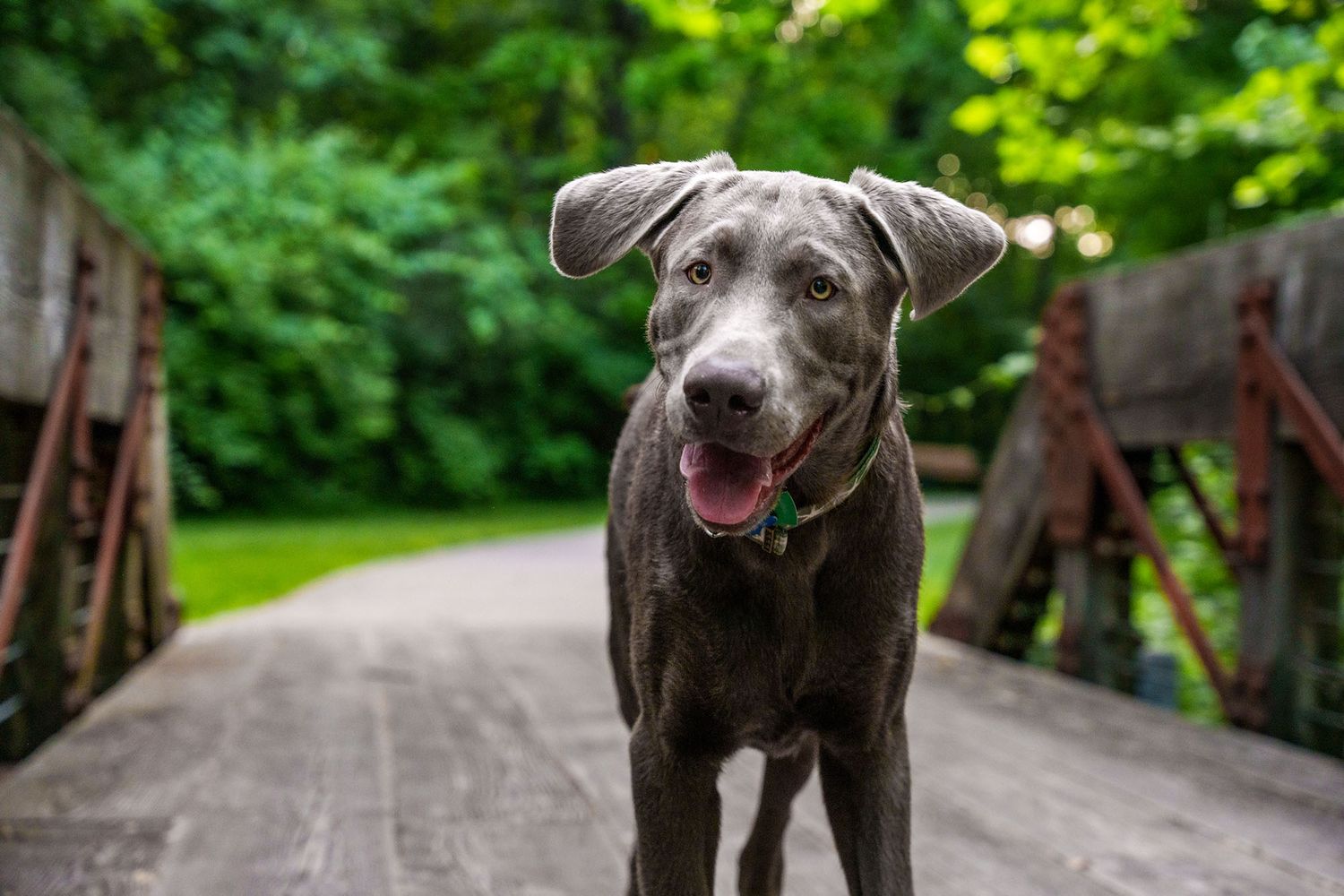 Silver Lab dog portrait photographed in Kansas City, MO