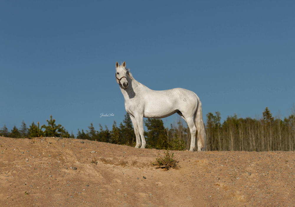 Häst fotograf i Stockholm, Sternlind Photo, Jennifer Sternlind, Fotograf i stockholm. Hästfotograf, Häst fotografering,