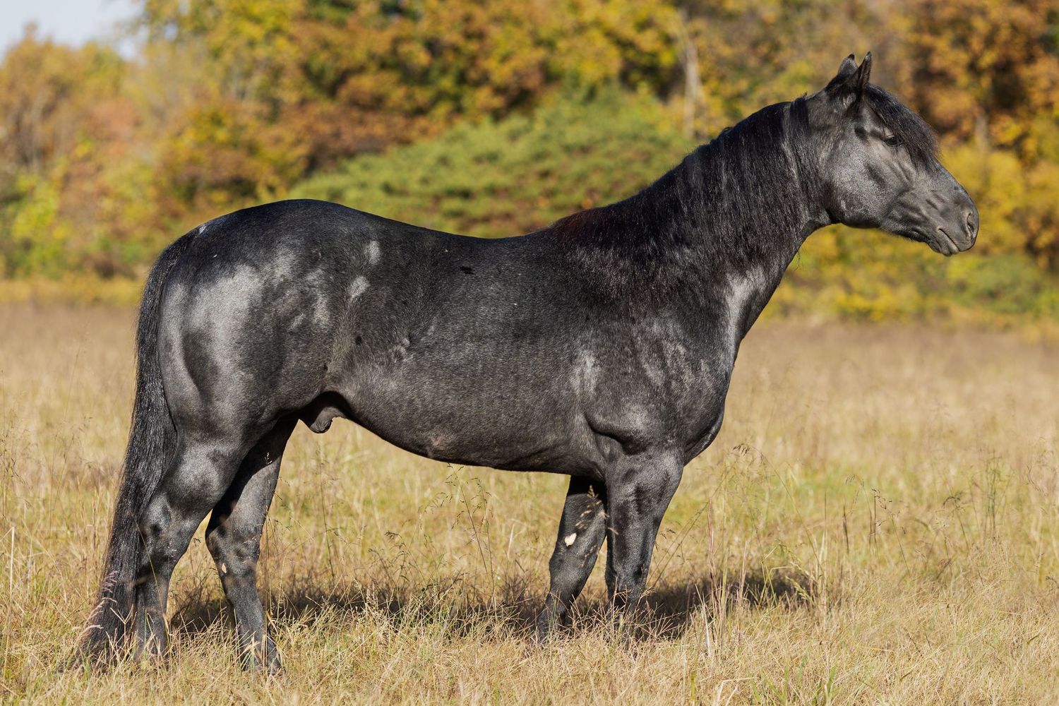 A blue roan stallion stands in a grass field for conformation pictures.