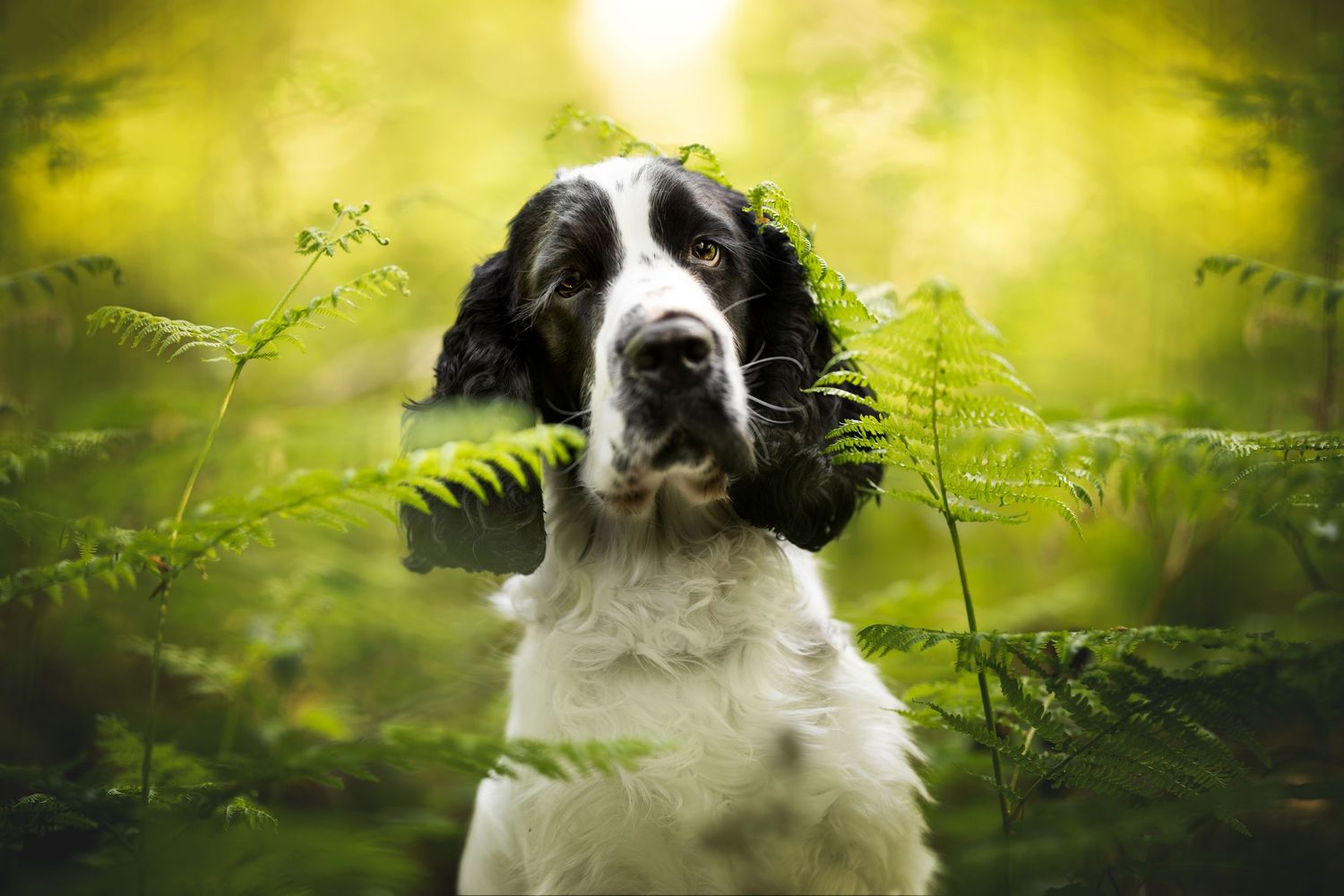 English Springer Spaniel portrait among lush green ferns in magical forest light.