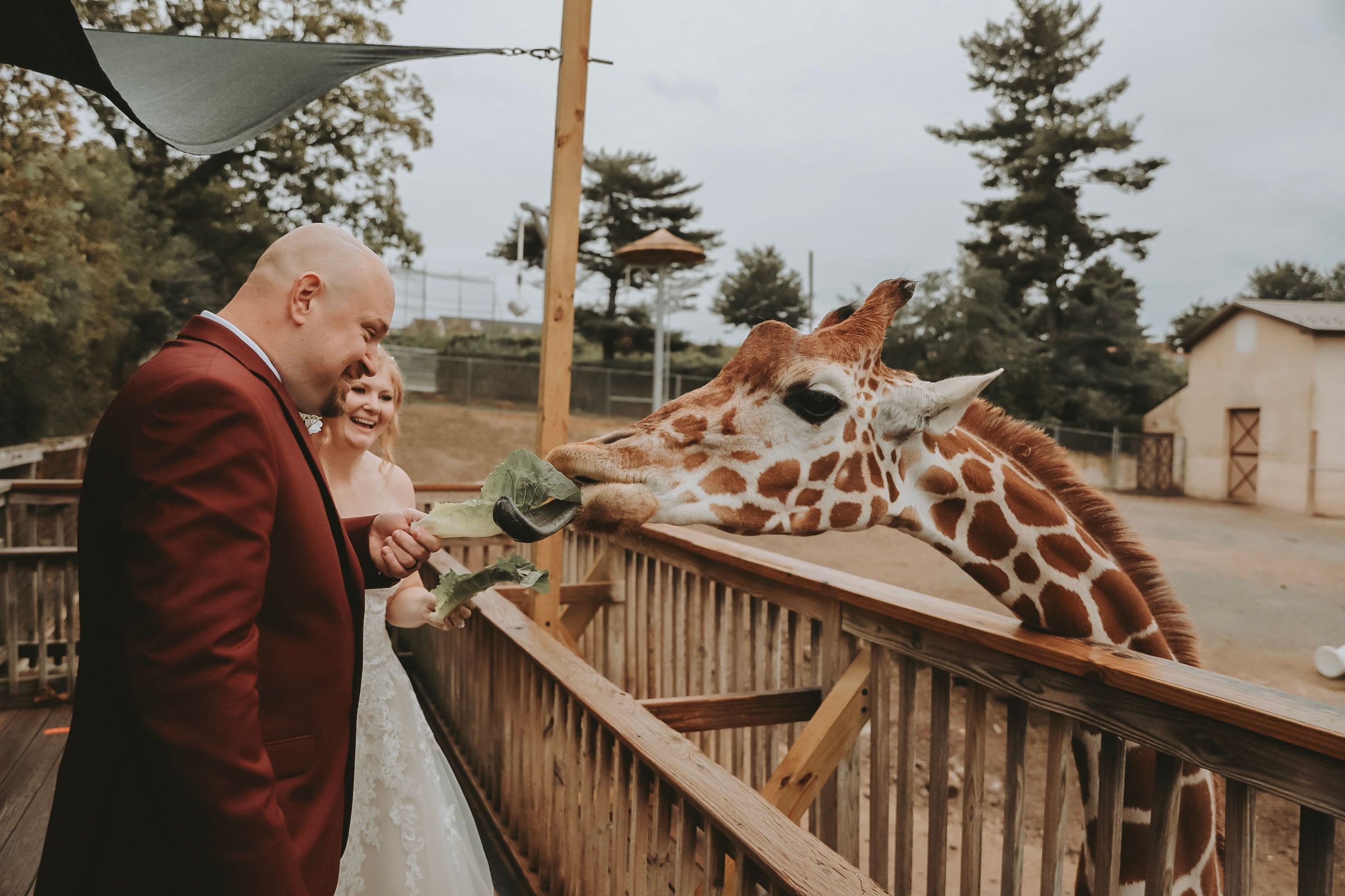 A couple feeds a curious giraffe from a wooden deck at a zoo.