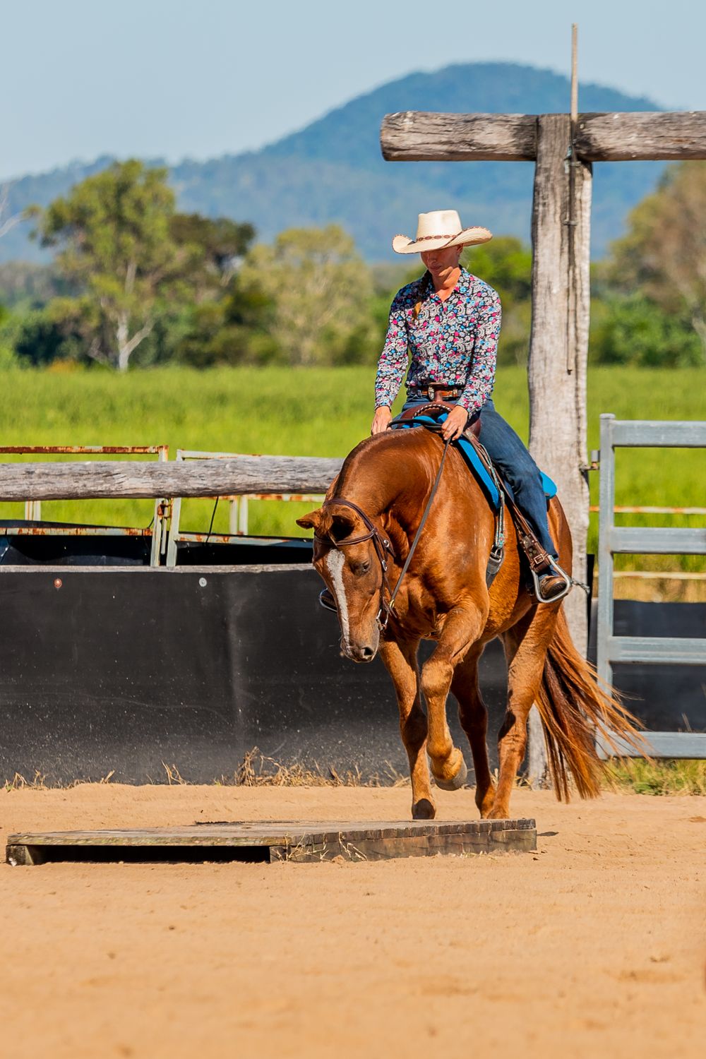 Horse and rider performing training exercise over wooden platform in dusty arena.