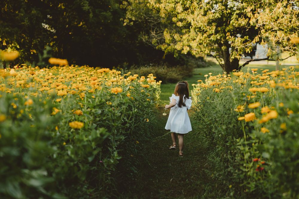 A dreamy scene of a child in white wandering through paths of golden flowers at sunset.