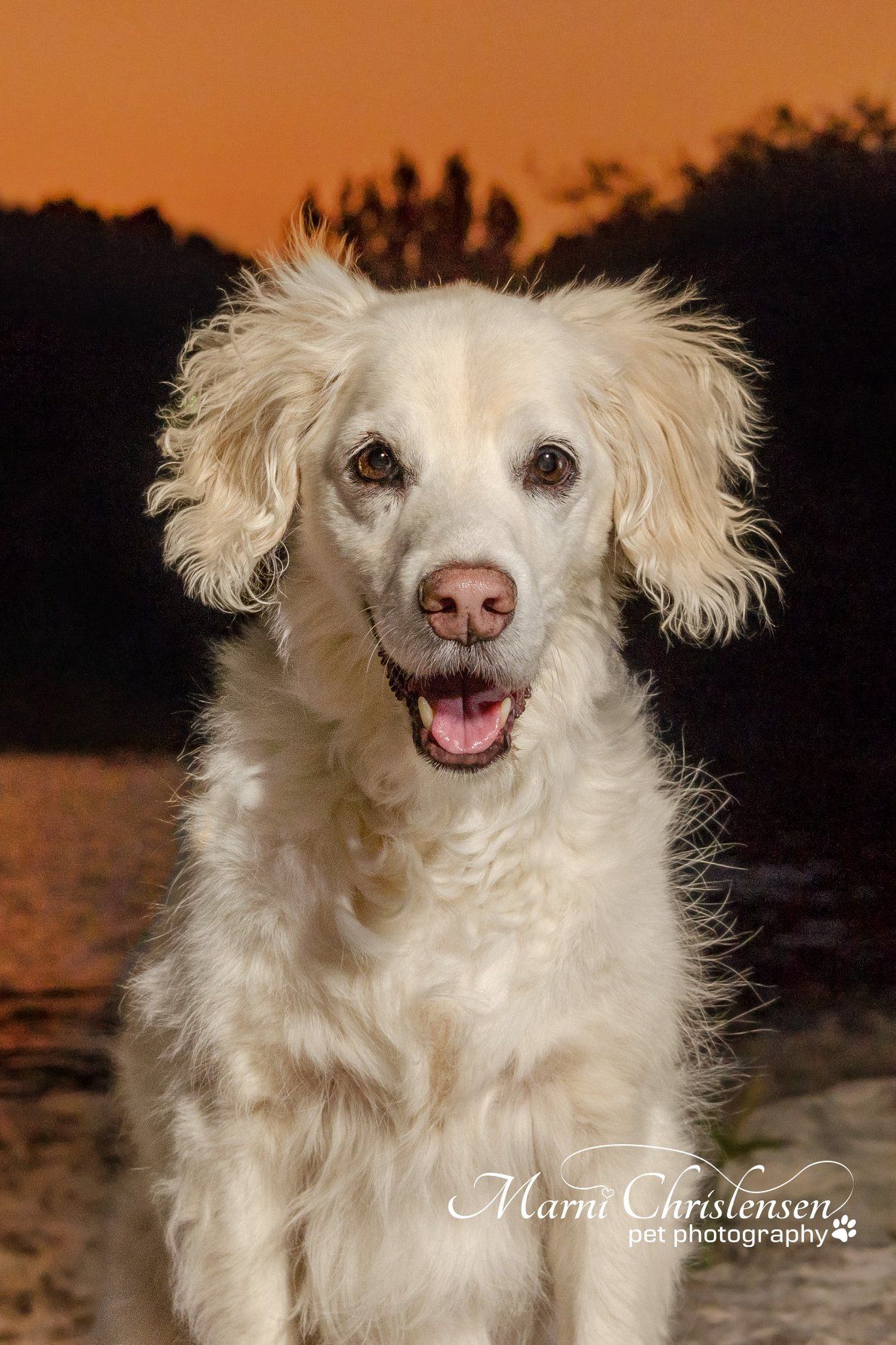 Happy white English Setter dog with fluffy ears photographed at sunset with orange background.