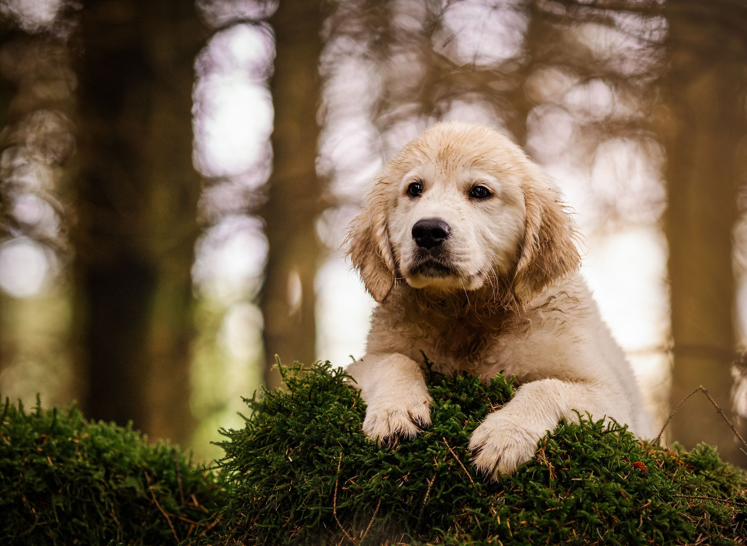 cream golden retriever puppy model