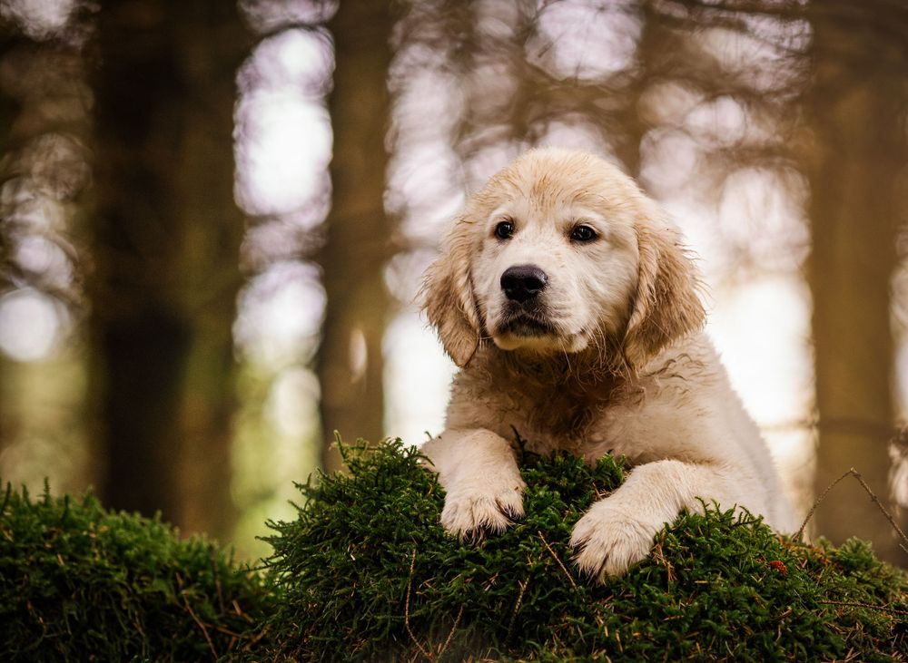 cream golden retriever puppy model