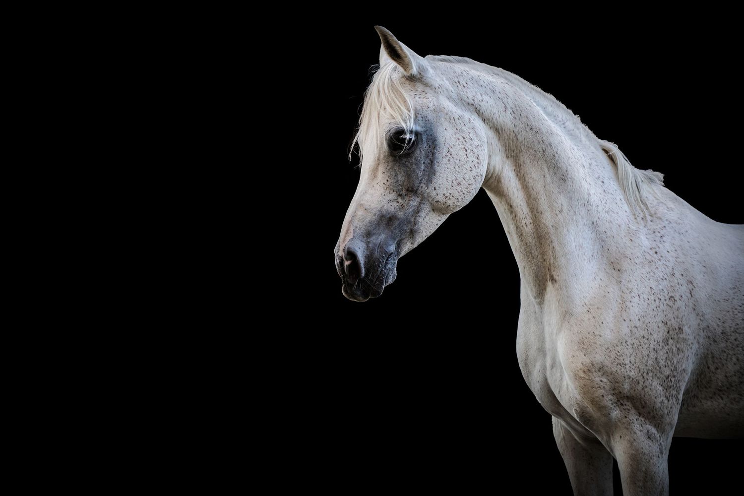 Häst, hästfotografering, Fotograd Linda Bokander