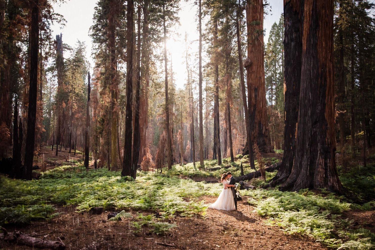 sequoia national park california giant redwoods elopement wedding