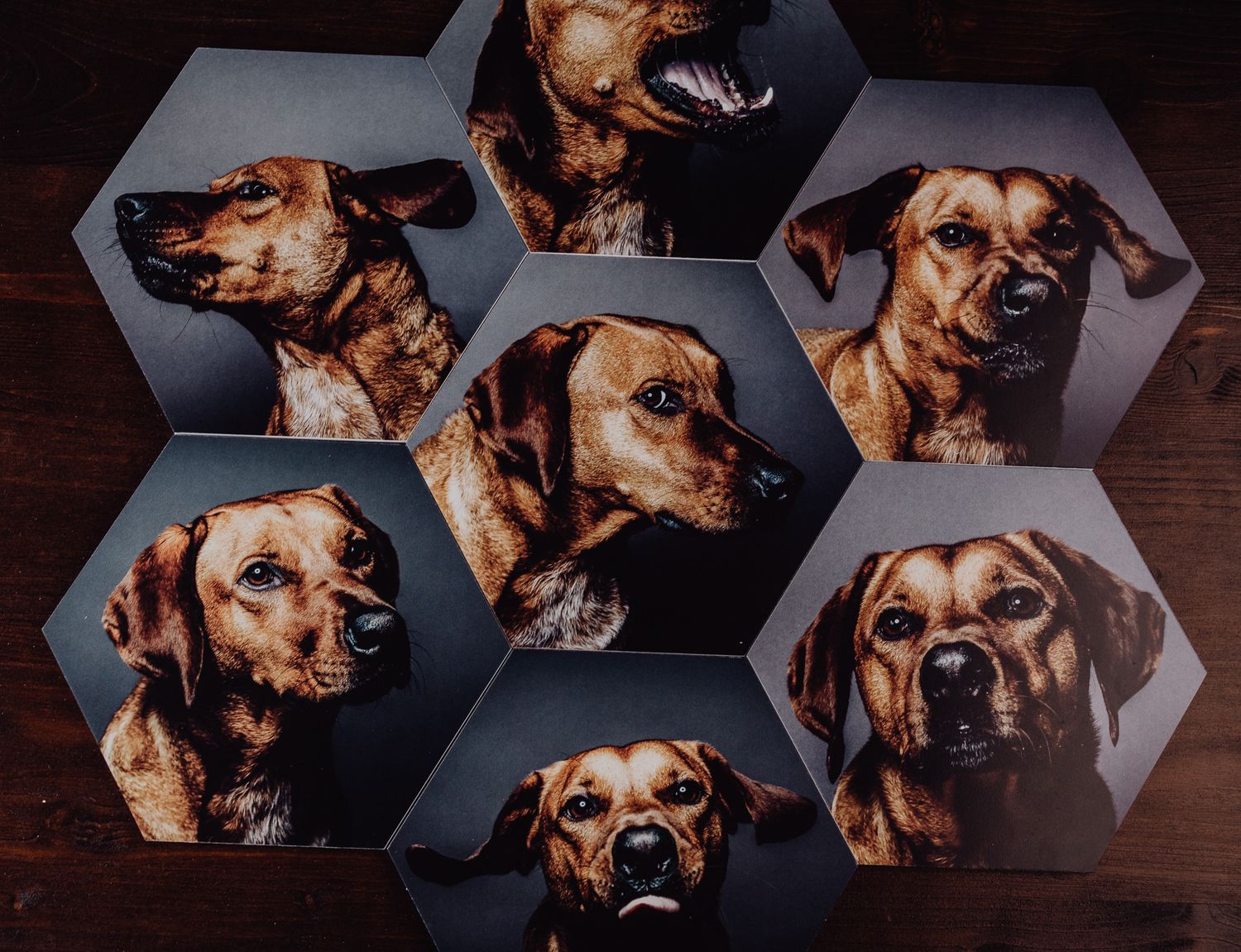 Hexagonal arrangement of artistic dog portraits showing different angles of the same canine.