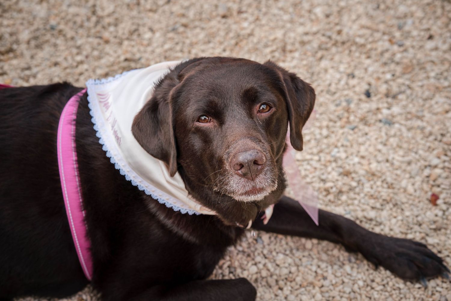 Zara Davis Photography Dogs at Weddings Cotswolds Gloucestershire Cheltenham Warwickshire Devon Cornwall