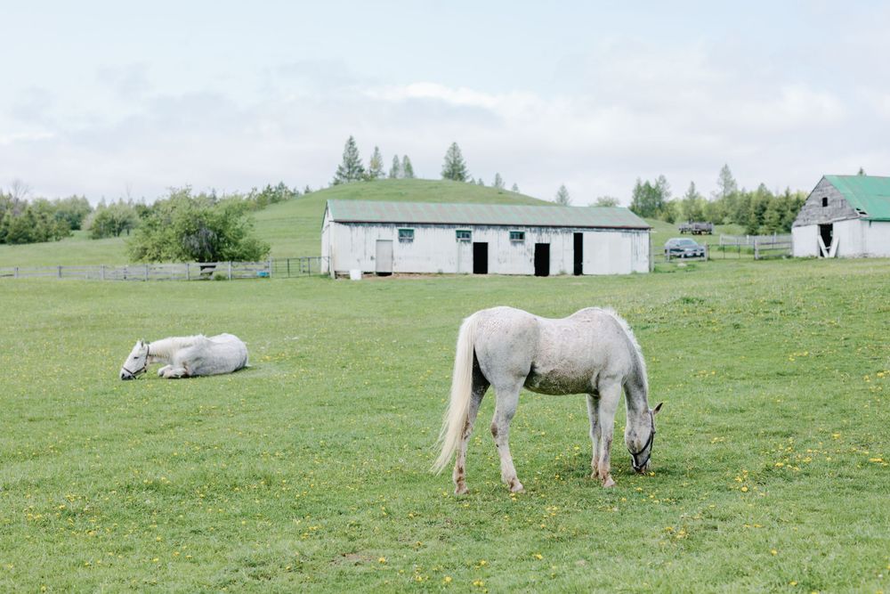 White horses grazing peacefully in a green pasture on a sunny day.