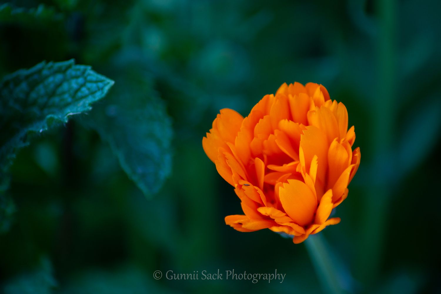 Gunnii Sack Photography, flower photography, Mokelumne Hill CA