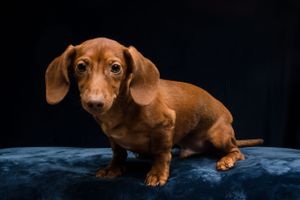 Dog and Horse Photographer located in Asheboro, NC.   Specializing in pets, equine and livestock portraits and lifestyle