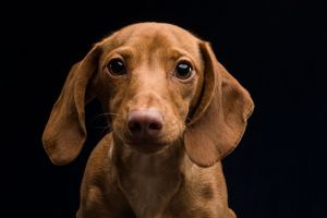 Dog and Horse Photographer located in Asheboro, NC.   Specializing in pets, equine and livestock portraits and lifestyle