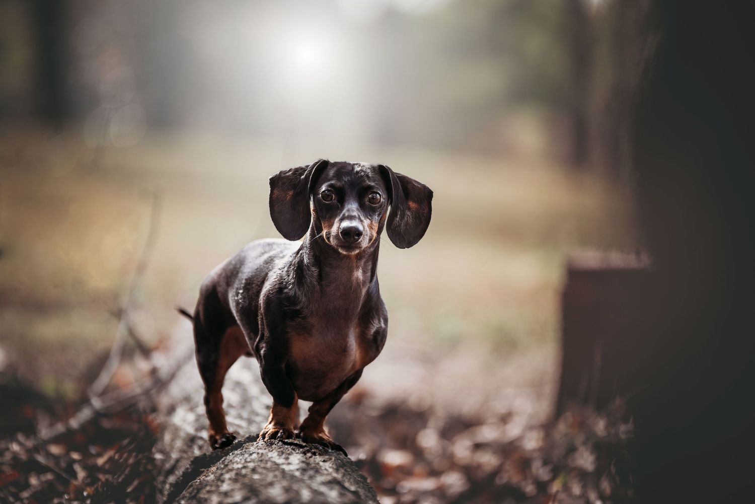 Dog and Horse Photographer located in Asheboro, NC.   Specializing in pets, equine and livestock portraits and lifestyle
