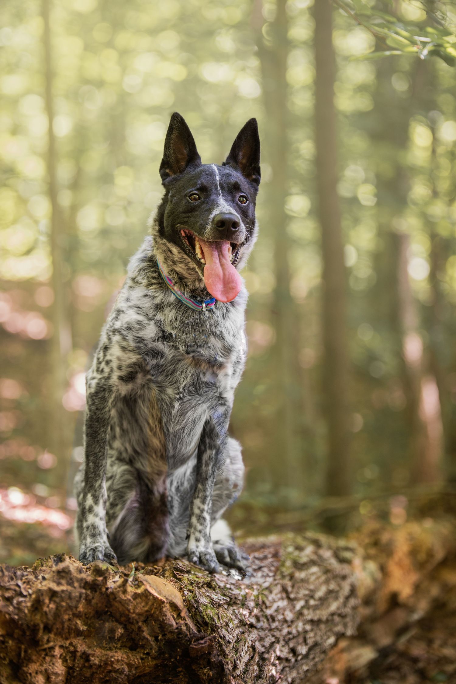 Dog and Horse Photographer located in Asheboro, NC.   Specializing in pets, equine and livestock portraits and lifestyle