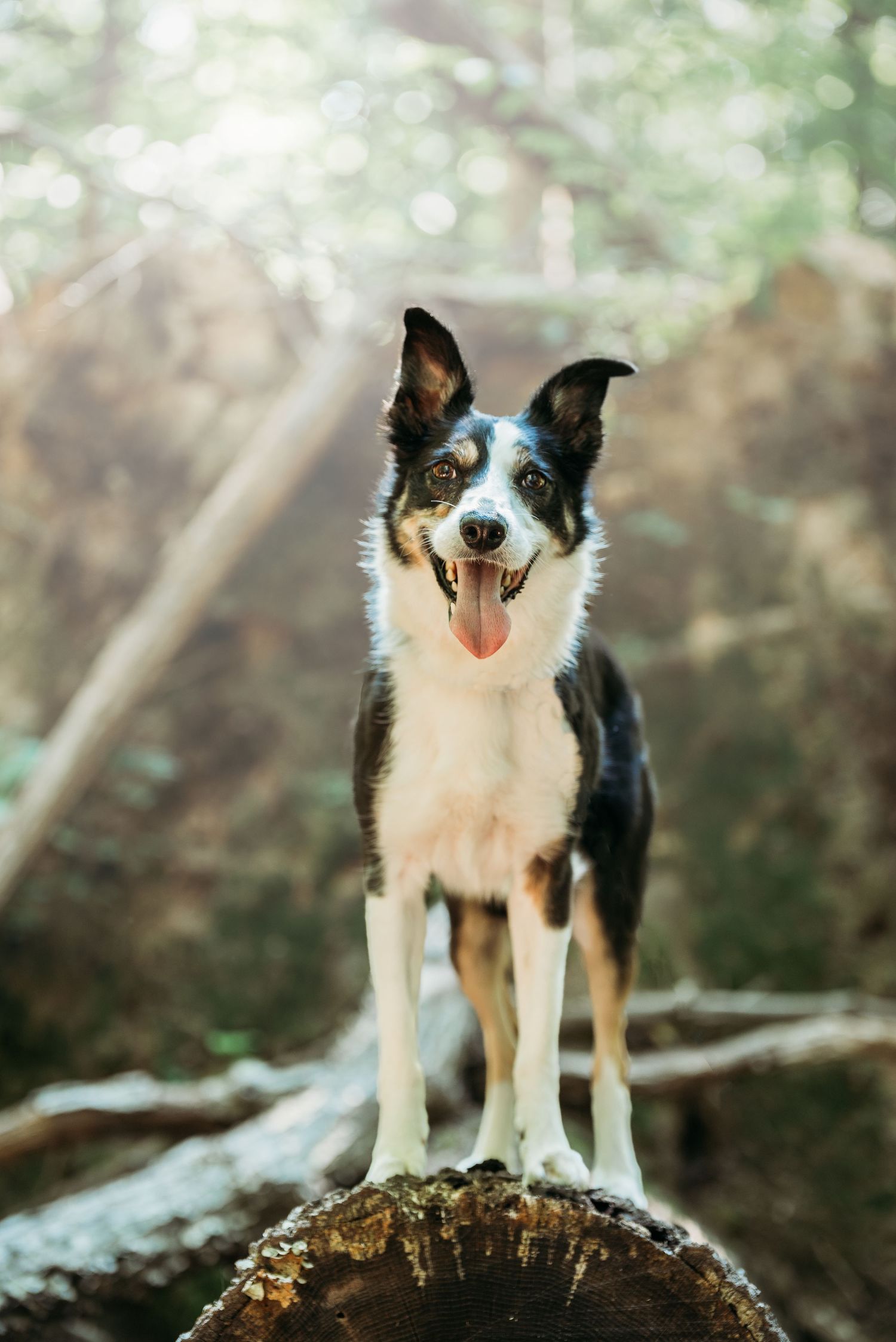 Dog and Horse Photographer located in Asheboro, NC.   Specializing in pets, equine and livestock portraits and lifestyle