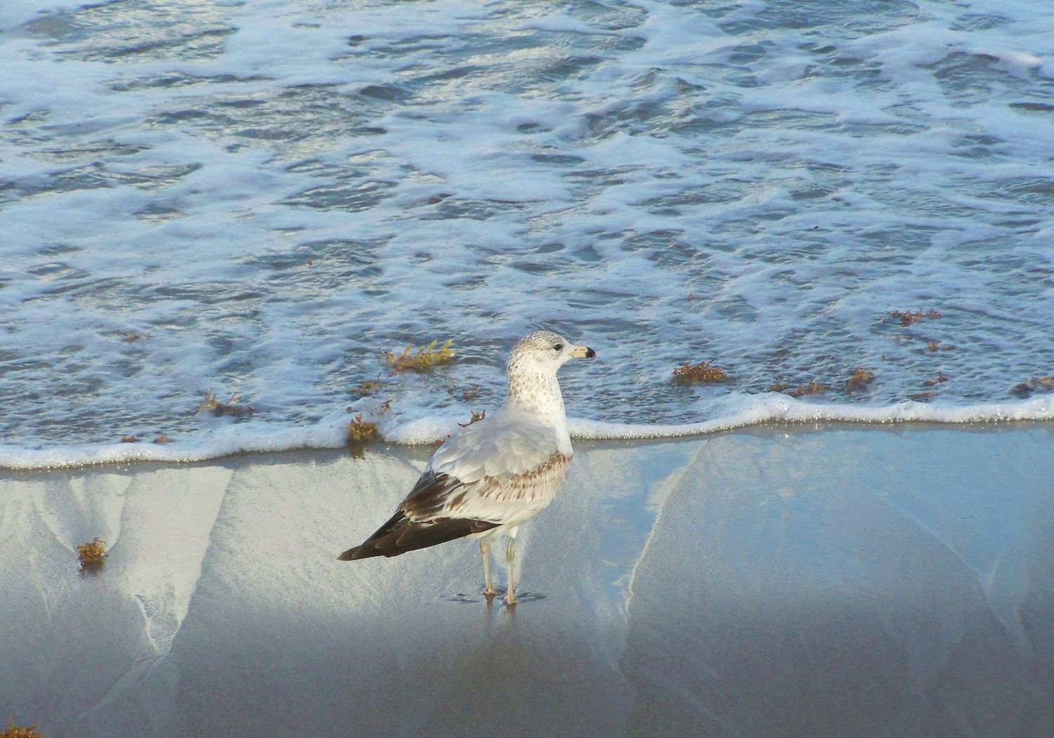 Seagull