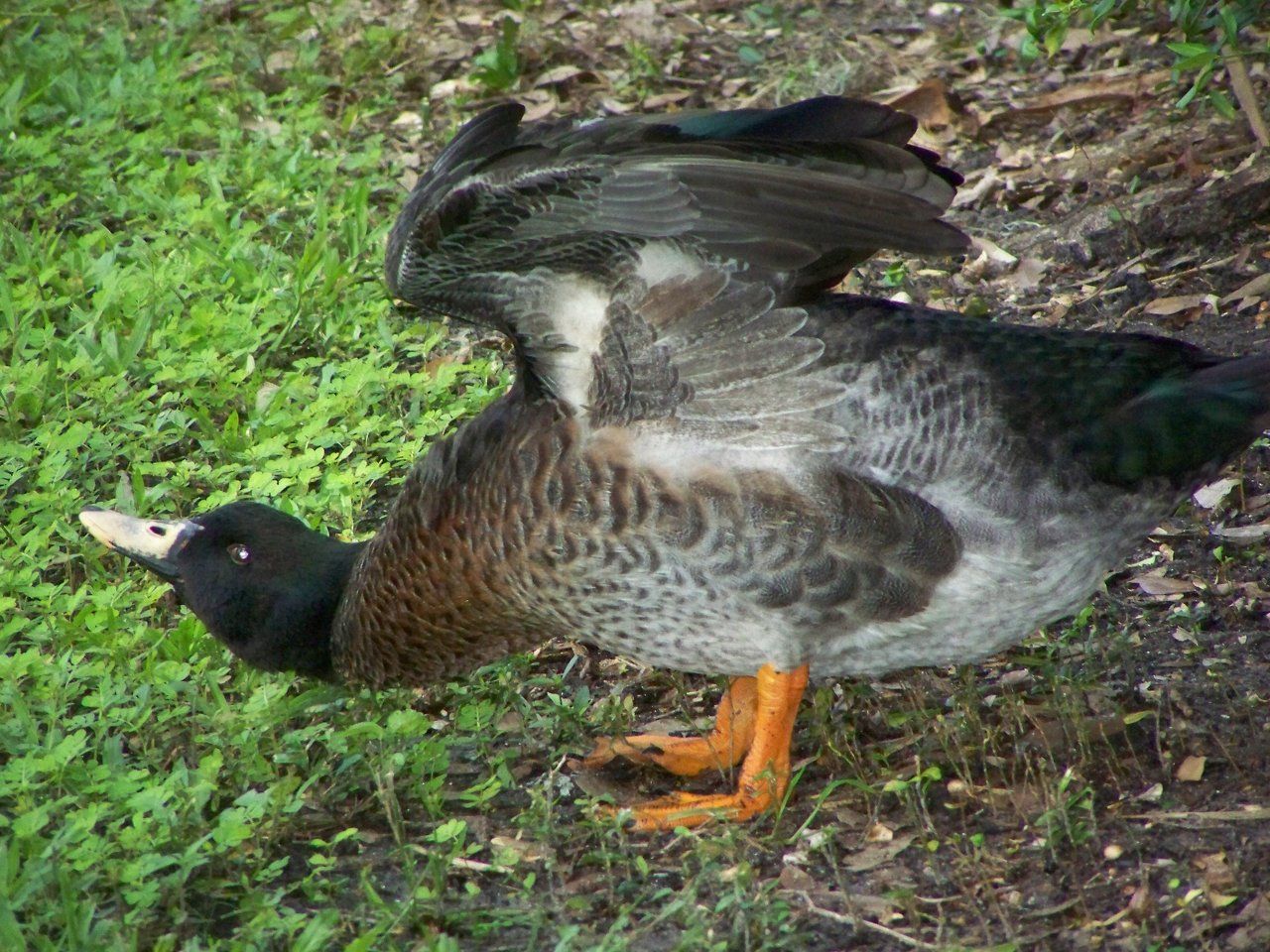 Duck